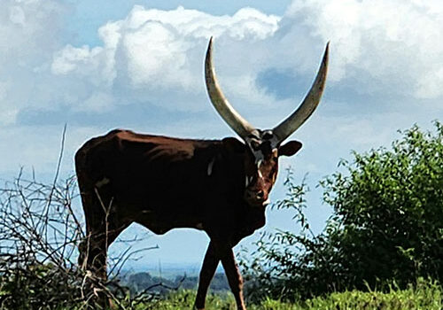 uganda2
